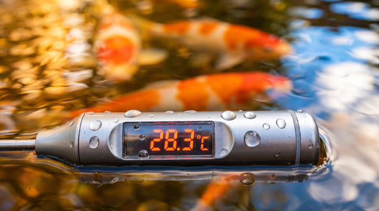 Digitales Teich-Thermometer zeigt 28 °C Wassertemperatur im Hochsommer – im Hintergrund Koi im Koiteich bei Extremhitze