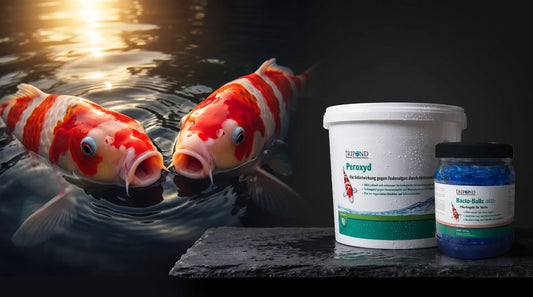 Koi schnappen nach Luft an der Wasseroberfläche –      Sauerstoffmangel im Hochsommer: TRIPOND Peroxyd und      Bacto Balls aktiv als Sofortlösung für den Koiteich