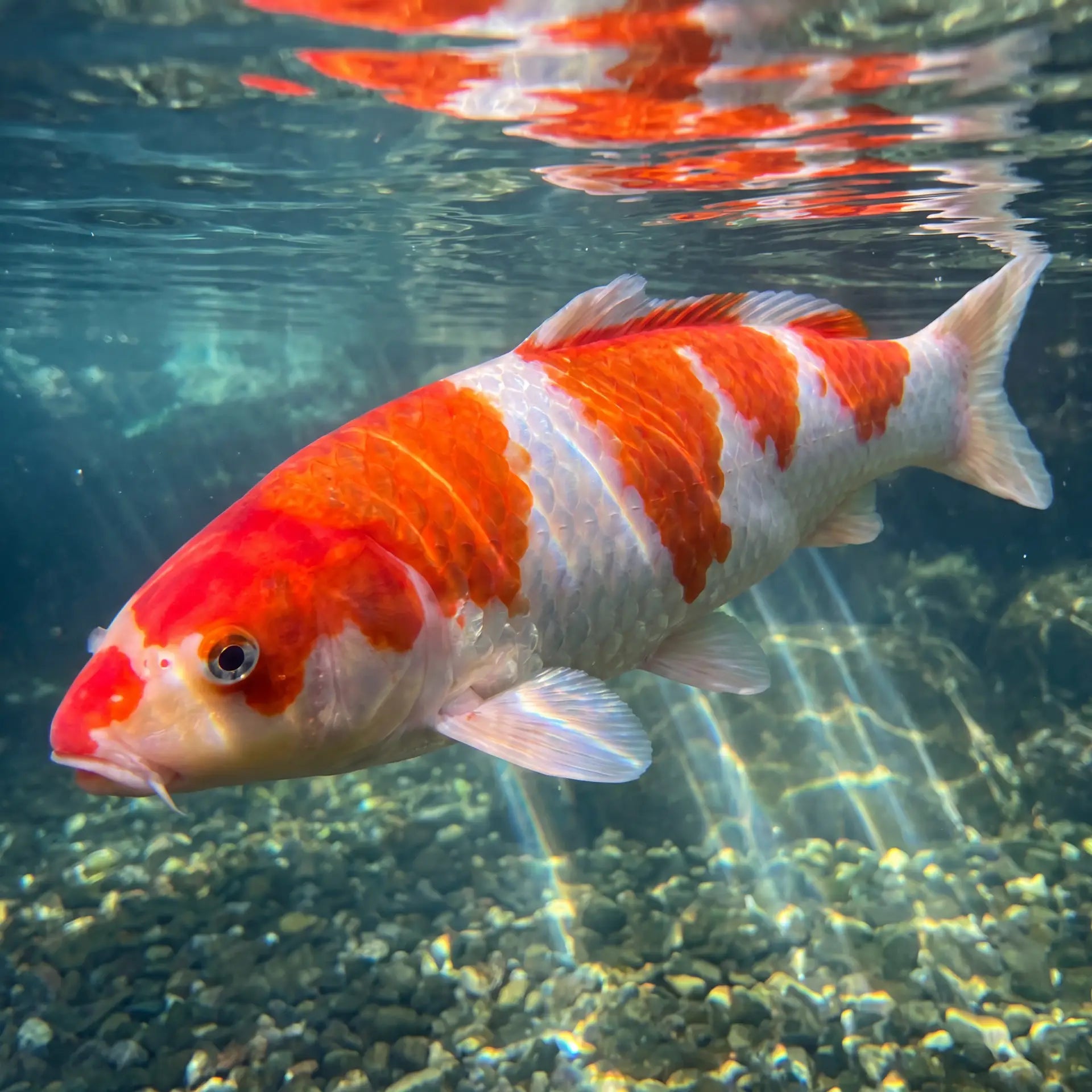 Leuchtend farbenprächtiger Koi – Astaxanthin in JPD Shori Wachstumsfutter intensiviert Rot- und Orangetöne sichtbar
