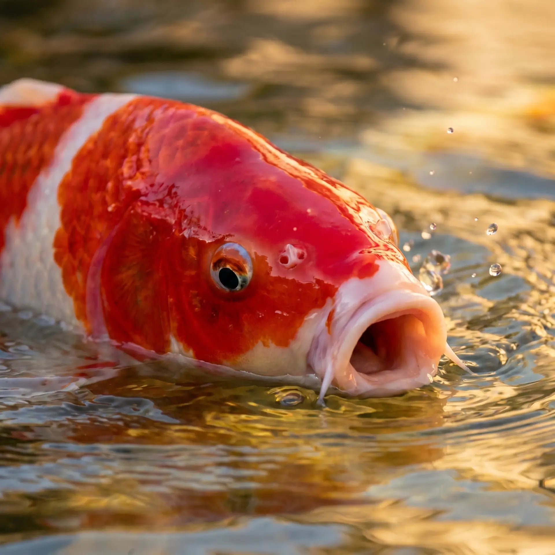 Alpha Color Ergebnis Kohaku Koi intensive Farbpracht rote Schuppen