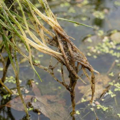 Kenji Koi Fadenalgen Stopp – Fadenalgen im Teich kupferfrei entfernen