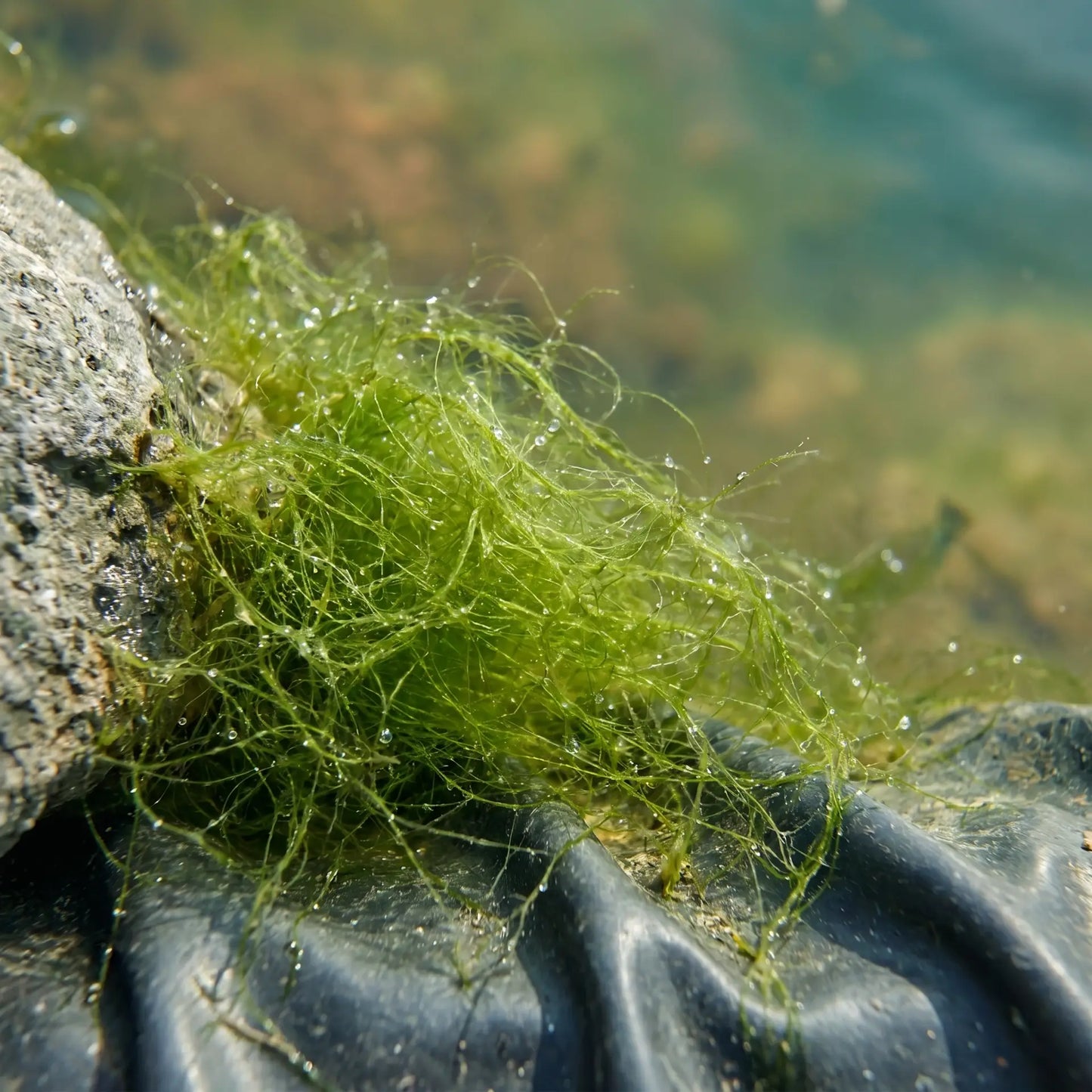 Nahaufnahme grüner Fadenalgen im Koiteich – typisches Erscheinungsbild von Cladophora Faden- und Drahtalgen an Steinen und Teichfolie