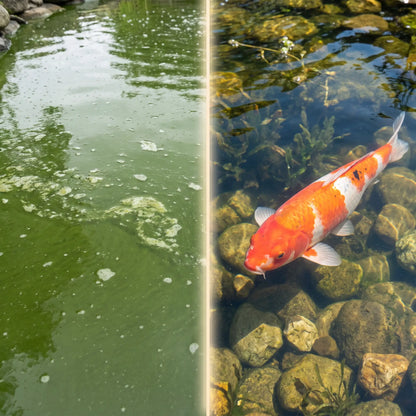 Vorher-Nachher: Grünes trübes Teichwasser durch Schwebealgen links – kristallklares Teichwasser mit sichtbarem Koi rechts nach Behandlung mit TRIPOND Algen-Stop