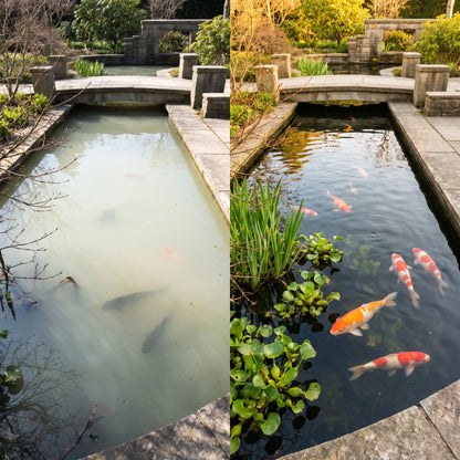 Vorher-Nachher: Trübes Teichwasser vor Anwendung (links) vs. klares 
Wasser nach Einsatz von TRIPOND Bacto Balls aktiv (rechts)