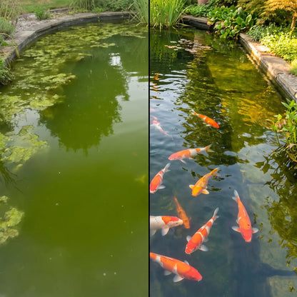 Vergleich: Trüber Koiteich vs. kristallklares Wasser nach Installation des Tripond Center Vortex Teichfilters